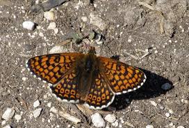 Attēlu rezultāti vaicājumam “Melitaea cinxia upperside”