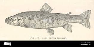 Image result for Salmo dentex