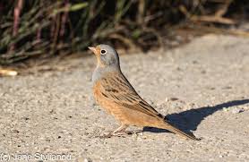 Image result for Emberiza caesia