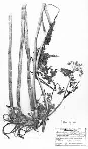 Attēlu rezultāti vaicājumam “Conioselinum tataricum”