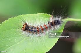 Attēlu rezultāti vaicājumam “Lymantria dispar”