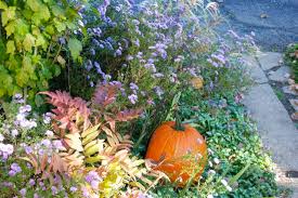 Attēlu rezultāti vaicājumam “Sorbaria sorbifolia flower”
