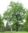 Black Walnut