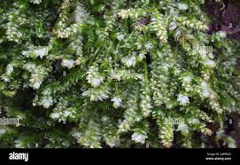 Attēlu rezultāti vaicājumam “Plagiothecium cavifolium”