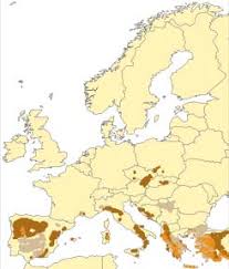 Attēlu rezultāti vaicājumam “Carterocephalus silvicolus female”