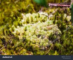 Attēlu rezultāti vaicājumam “Dicranales”