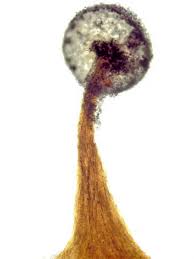 Attēlu rezultāti vaicājumam “Didymium bahiense stalked”