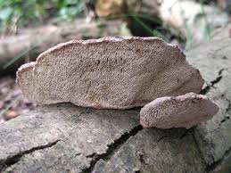 Attēlu rezultāti vaicājumam “Daedaleopsis confragosa”