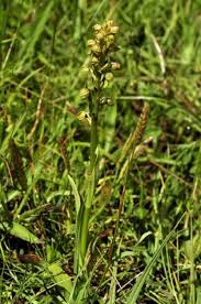 Attēlu rezultāti vaicājumam “Coeloglossum viride flower”