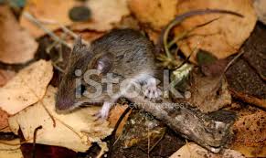 Attēlu rezultāti vaicājumam “Apodemus flavicollis”