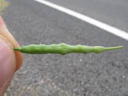 Attēlu rezultāti vaicājumam “Brassica napus fruit”