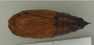 Attēlu rezultāti vaicājumam “Erannis defoliaria larva”