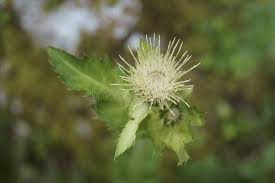 Attēlu rezultāti vaicājumam “Cirsium oleraceum flower”