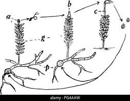 Attēlu rezultāti vaicājumam “Bryales”