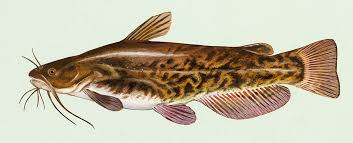 Image result for Ameiurus melas