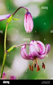 Attēlu rezultāti vaicājumam “Lilium martagon bud”