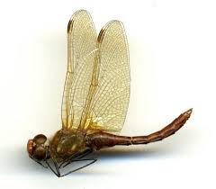 Attēlu rezultāti vaicājumam “Sympetrum”