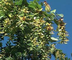 Attēlu rezultāti vaicājumam “Carpinus betulus fruit”