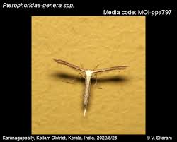 Attēlu rezultāti vaicājumam “Pterophoridae”