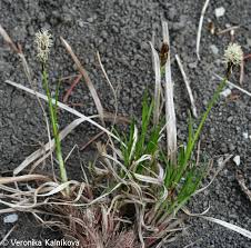 Attēlu rezultāti vaicājumam “Carex montana”