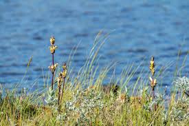 Attēlu rezultāti vaicājumam “Pedicularis sceptrum-carolinum flower”