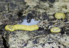 Attēlu rezultāti vaicājumam “Badhamia nitens sessile”