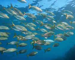 Image result for Sarpa salpa