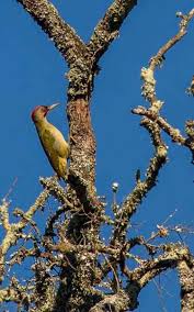 Attēlu rezultāti vaicājumam “Pica pica adult”