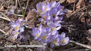 Attēlu rezultāti vaicājumam “Crocus tommasinianus”