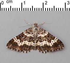 Attēlu rezultāti vaicājumam “Epirrhoe tristata imago”