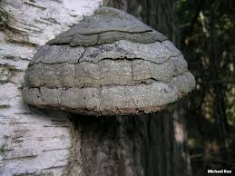 Attēlu rezultāti vaicājumam “Fomes fomentarius”