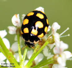 Attēlu rezultāti vaicājumam “Coccinula quatuordecimpustulata”
