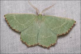 Attēlu rezultāti vaicājumam “Thalera fimbrialis”