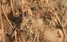 Attēlu rezultāti vaicājumam “Carduelis cannabina”