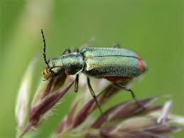 Attēlu rezultāti vaicājumam “Malachius bipustulatus”