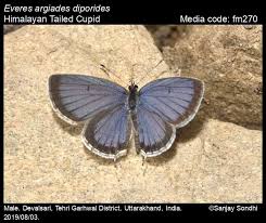 Attēlu rezultāti vaicājumam “Everes argiades female”