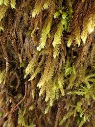 Attēlu rezultāti vaicājumam “Hygrohypnum luridum”