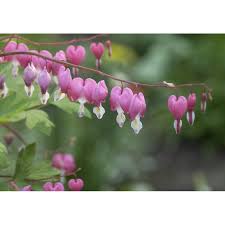 Image result for tränendes Herz