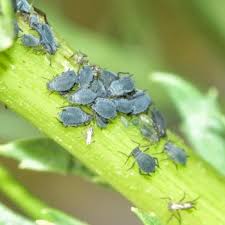 Attēlu rezultāti vaicājumam “Aphis confusa”