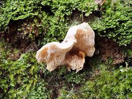 Attēlu rezultāti vaicājumam “Hericium cirrhatum”