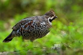 Attēlu rezultāti vaicājumam “Bonasa bonasia eggs”