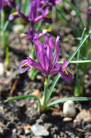 Attēlu rezultāti vaicājumam “Iris reticulata”