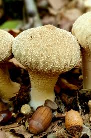 Attēlu rezultāti vaicājumam “Lycoperdon pyriforme young”