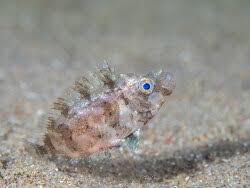 Image result for Siganus rivulatus