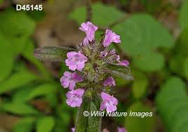 Attēlu rezultāti vaicājumam “Clinopodium vulgare leaf”