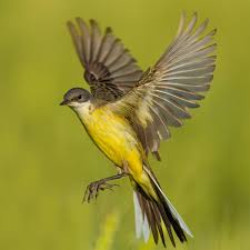 Attēlu rezultāti vaicājumam “Motacilla flava flava adult”