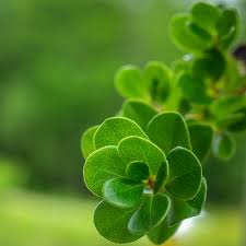 Attēlu rezultāti vaicājumam “Arctostaphylos uva-ursi leaf”