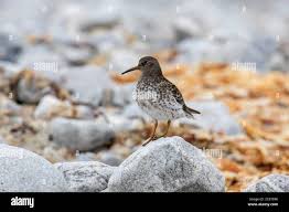 Attēlu rezultāti vaicājumam “Calidris maritima”