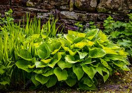 Attēlu rezultāti vaicājumam “Hosta sp.”