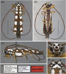 Attēlu rezultāti vaicājumam “Lycogala convexum sessile”
